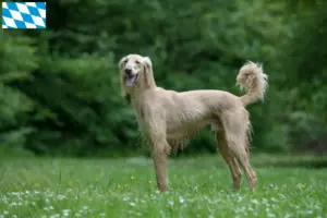 Lees meer over het artikel Taigan fokkers en pups in Beieren