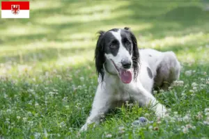 Lees meer over het artikel Taigan fokkers en pups in Brandenburg