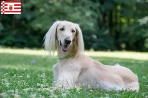 Lees meer over het artikel Taigan fokkers en pups in Bremen