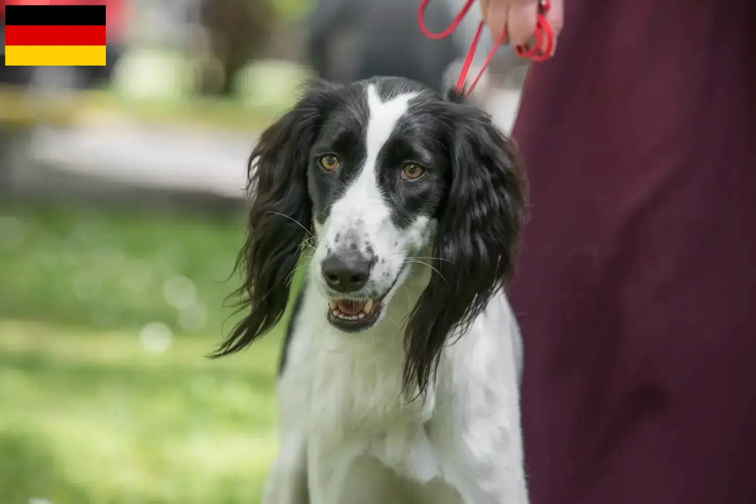 Lees meer over het artikel Taigan fokkers en pups in Duitsland