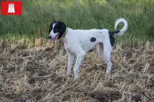 Lees meer over het artikel Taigan fokkers en pups in Hamburg