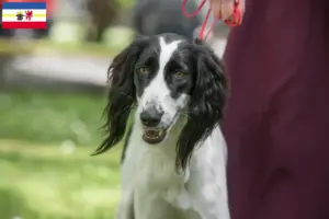 Lees meer over het artikel Taigan fokkers en pups in Mecklenburg-Vorpommern