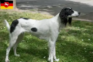 Lees meer over het artikel Taigan fokkers en pups in Nedersaksen