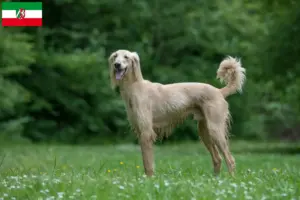 Lees meer over het artikel Taigan fokkers en pups in Noordrijn-Westfalen