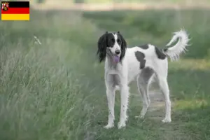 Lees meer over het artikel Taigan fokkers en pups in Rijnland-Palts