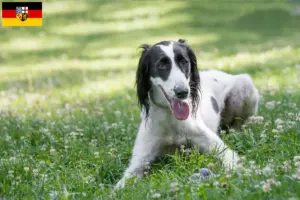 Lees meer over het artikel Taigan fokkers en pups in Saarland