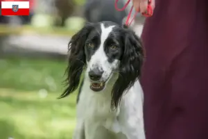 Lees meer over het artikel Taigan fokkers en pups in Thüringen