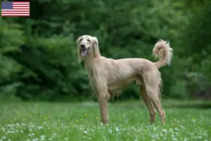Lees meer over het artikel Taigan fokkers en pups in de VS