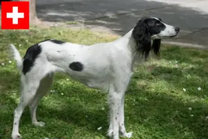 Lees meer over het artikel Taigan fokkers en pups in Zwitserland