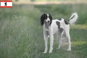 Lees meer over het artikel Taigan fokkers en pups in Berlijn