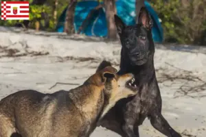 Lees meer over het artikel Taiwan hondenfokker en puppies in Bremen
