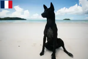 Lees meer over het artikel Taiwan hondenfokkers en puppies in Frankrijk