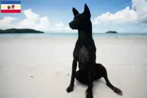 Lees meer over het artikel Taiwan hondenfokkers en pups in Mecklenburg-Vorpommern