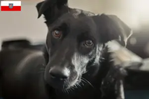 Lees meer over het artikel Taiwan hondenfokkers en puppies in Thüringen