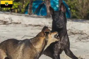 Lees meer over het artikel Taiwan hondenfokkers en puppies in Saksen-Anhalt