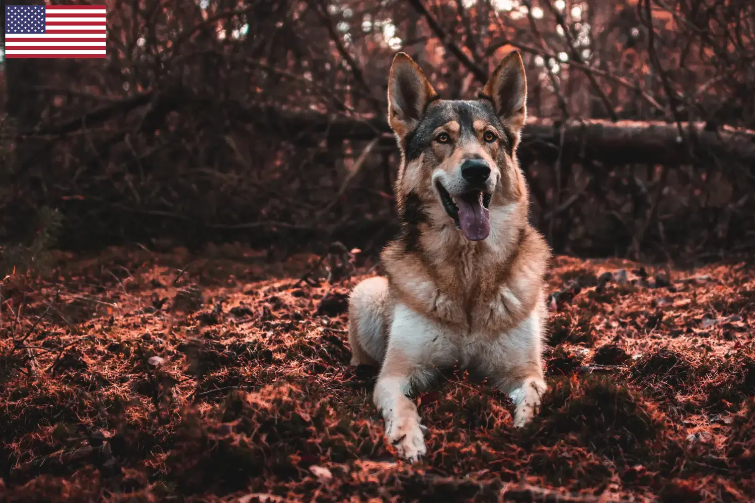 Tamaskan pups en fokkers USA Hier vind je Tamaskan fokkers in de VS.