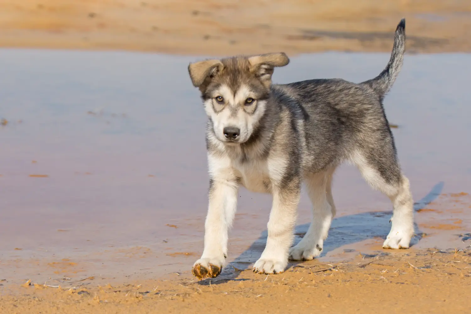 Een Tamaskan puppy kopen betekent verantwoordelijkheid nemen! Tamaskan puppy kopen.