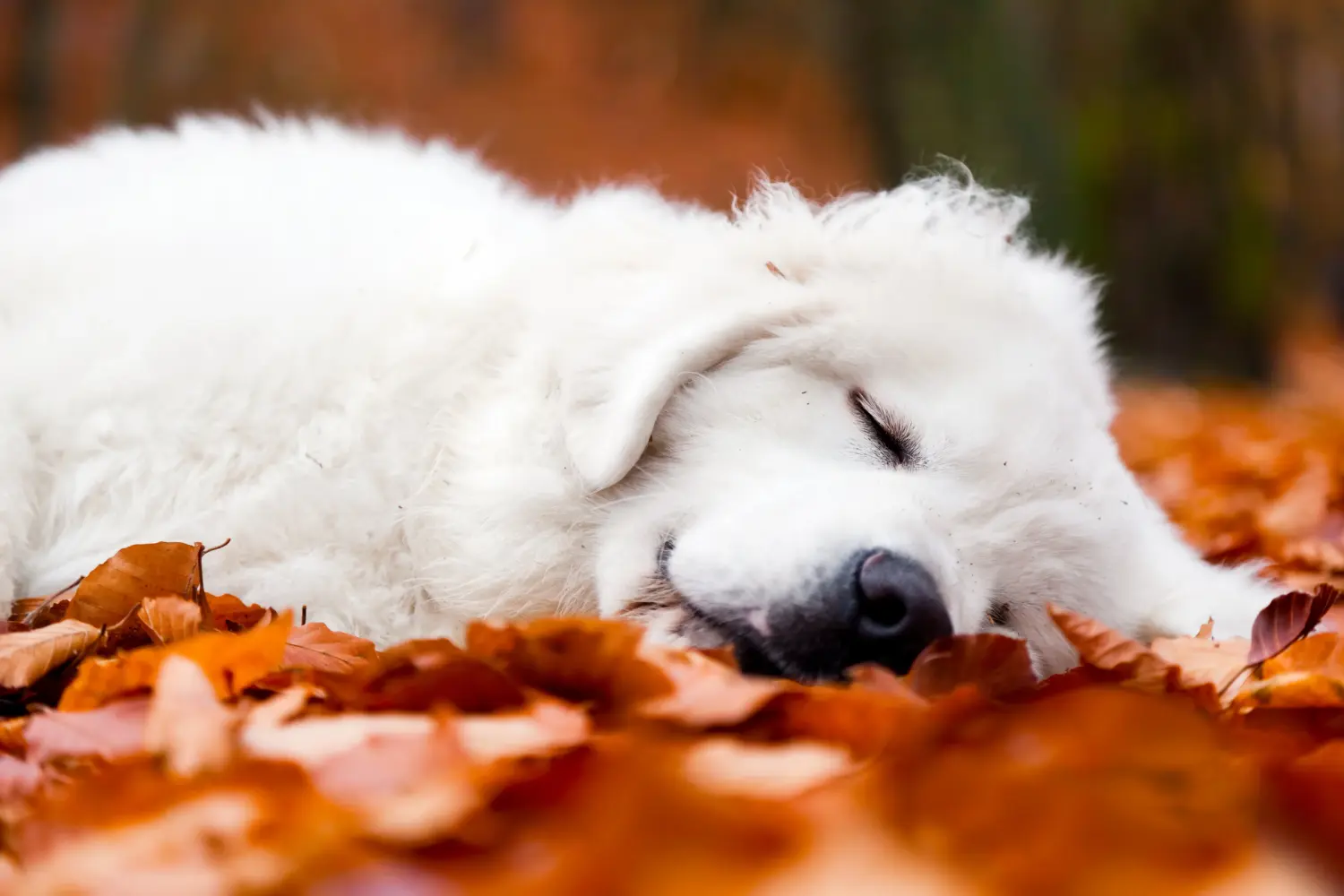 Een Tatra Herdershond puppy kopen betekent verantwoordelijkheid nemen! Tatra Herdershond puppy kopen.