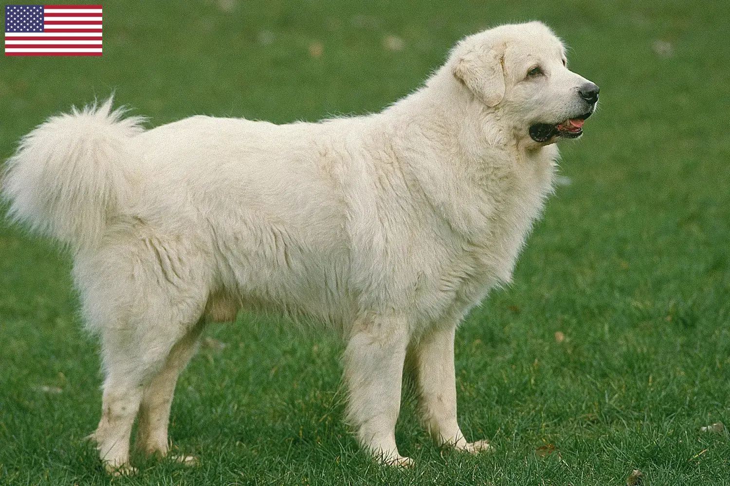 Lees meer over het artikel Tatra Herdershonden fokkers en pups in de VS