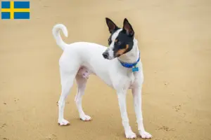 Lees meer over het artikel Tenterfield Terrier fokkers en pups in Zweden