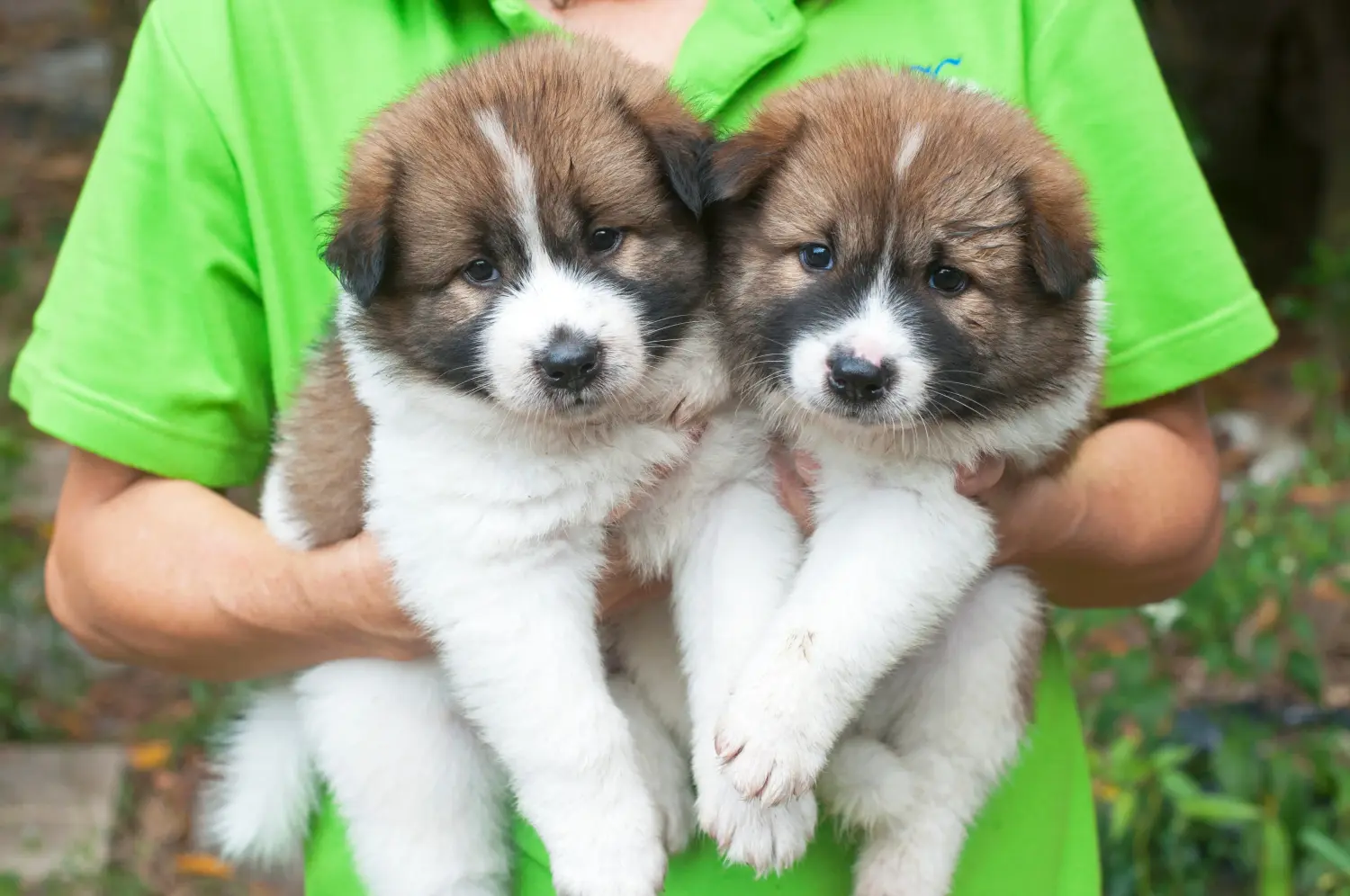 Een Thai Bangkaew Dog puppy kopen betekent verantwoordelijkheid nemen! Thaise Bangkaew hond puppy's kopen.