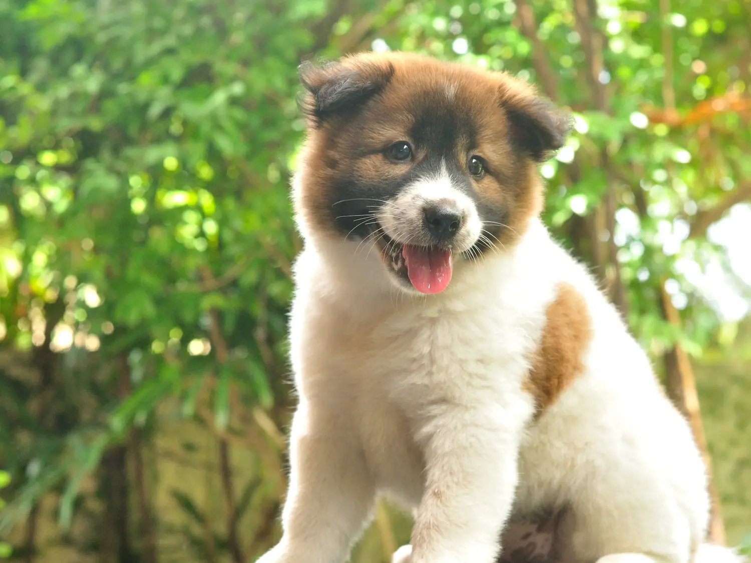 Een Thai Bangkaew Dog puppy kopen betekent verantwoordelijkheid nemen! Thaise Bangkaew hond puppy's kopen.