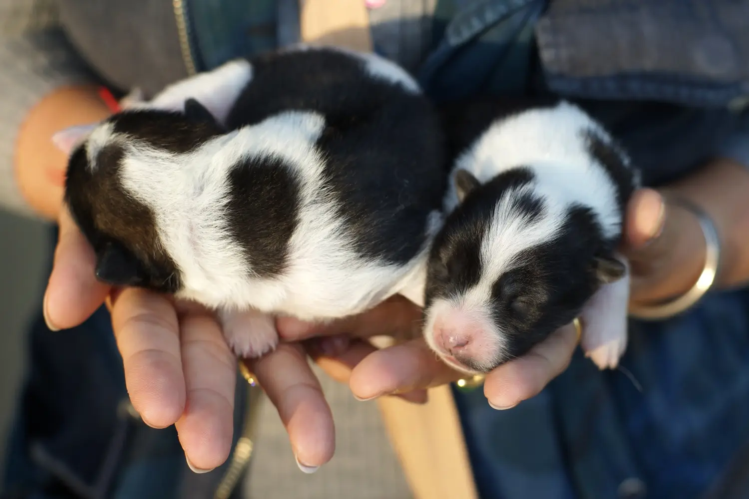 Een Thai Bangkaew Dog puppy kopen betekent verantwoordelijkheid nemen! Thaise Bangkaew hond puppy's kopen.