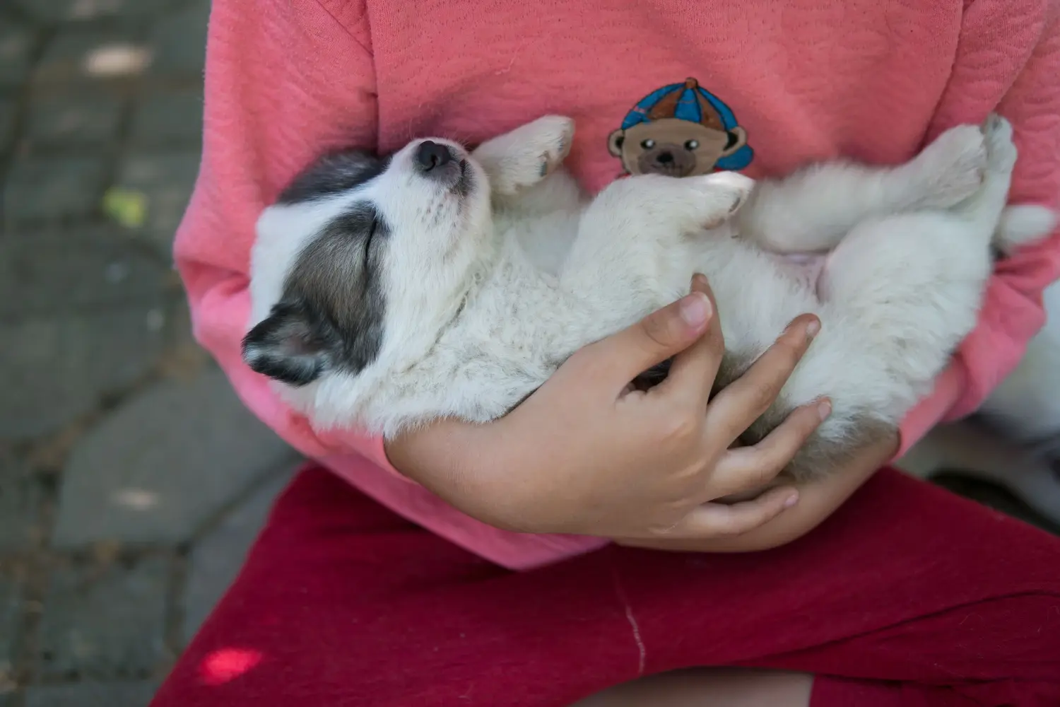 Een Thai Bangkaew Dog puppy kopen betekent verantwoordelijkheid nemen! Thaise Bangkaew hond puppy's kopen.
