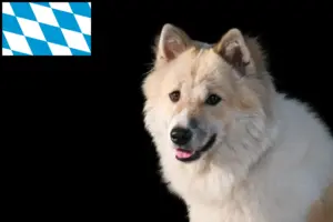 Lees meer over het artikel Thai Bangkaew Hondenfokker en puppies in Beieren