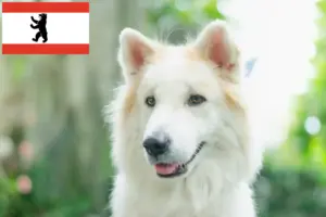 Lees meer over het artikel Thai Bangkaew Hondenfokker en Puppies in Berlijn