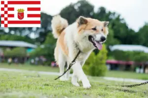 Lees meer over het artikel Thai Bangkaew Hondenfokker en puppies in Bremen