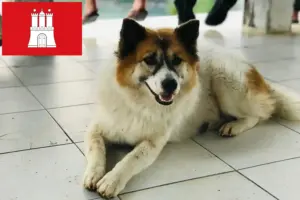 Lees meer over het artikel Thai Bangkaew Hondenfokker en puppies in Hamburg