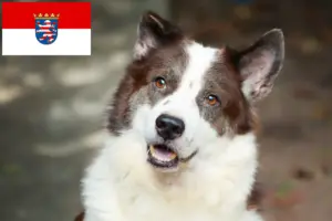 Lees meer over het artikel Thai Bangkaew Hondenfokker en Puppies in Hessen