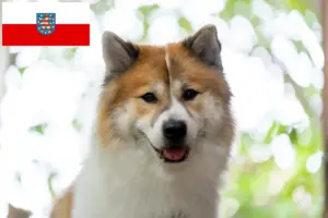 Lees meer over het artikel Thai Bangkaew Hondenfokker en puppies in Thüringen