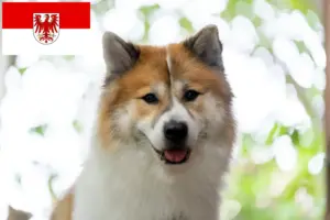 Lees meer over het artikel Thai Bangkaew Hondenfokker en Puppies in Brandenburg