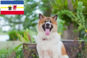 Lees meer over het artikel Thai Bangkaew Hondenfokker en Puppies in Mecklenburg-Vorpommern