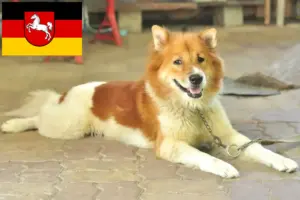 Lees meer over het artikel Thai Bangkaew Hondenfokker en Puppies in Nedersaksen