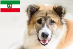 Lees meer over het artikel Thai Bangkaew Hondenfokker en pups in Noordrijn-Westfalen