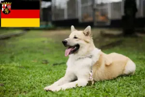 Lees meer over het artikel Thai Bangkaew Hondenfokkers en puppies in Rijnland-Palts