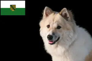Lees meer over het artikel Thai Bangkaew Hondenfokker en Puppies in Saksen