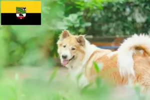 Lees meer over het artikel Thai Bangkaew Hondenfokker en puppies in Saksen-Anhalt