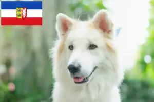 Lees meer over het artikel Thai Bangkaew Hondenfokker en Puppies in Sleeswijk-Holstein