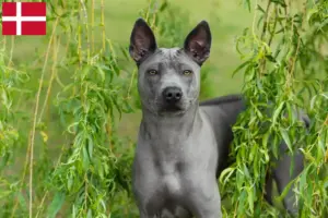 Lees meer over het artikel Thai Ridgeback fokkers en pups in Denemarken