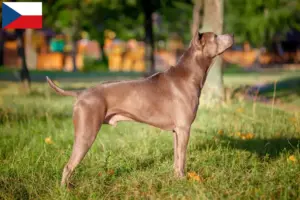 Lees meer over het artikel Thai Ridgeback fokkers en pups in Tsjechië