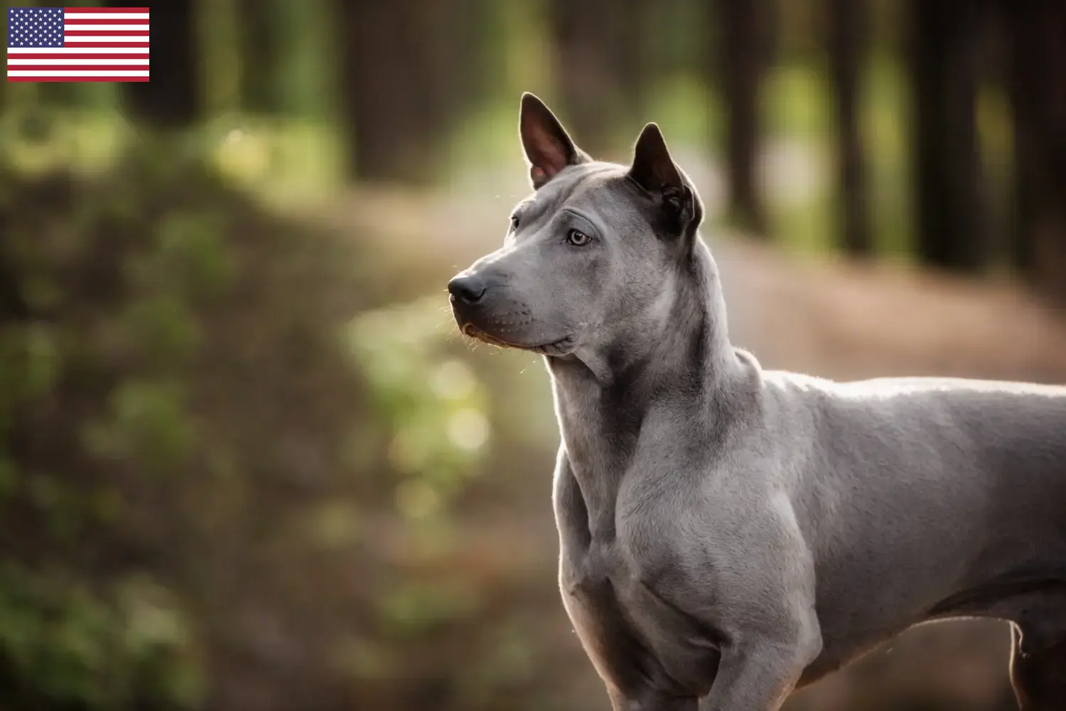 Lees meer over het artikel Thai Ridgeback fokkers en pups in de VS