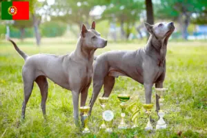 Lees meer over het artikel Thai Ridgeback fokkers en pups in Portugal
