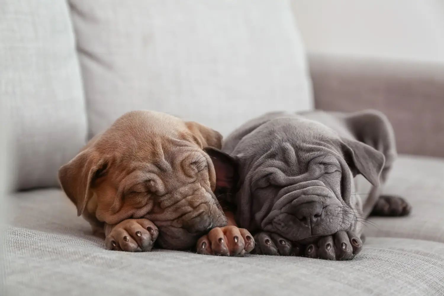 Een Thai Ridgeback puppy kopen betekent verantwoordelijkheid nemen! Thai Ridgeback puppy kopen.