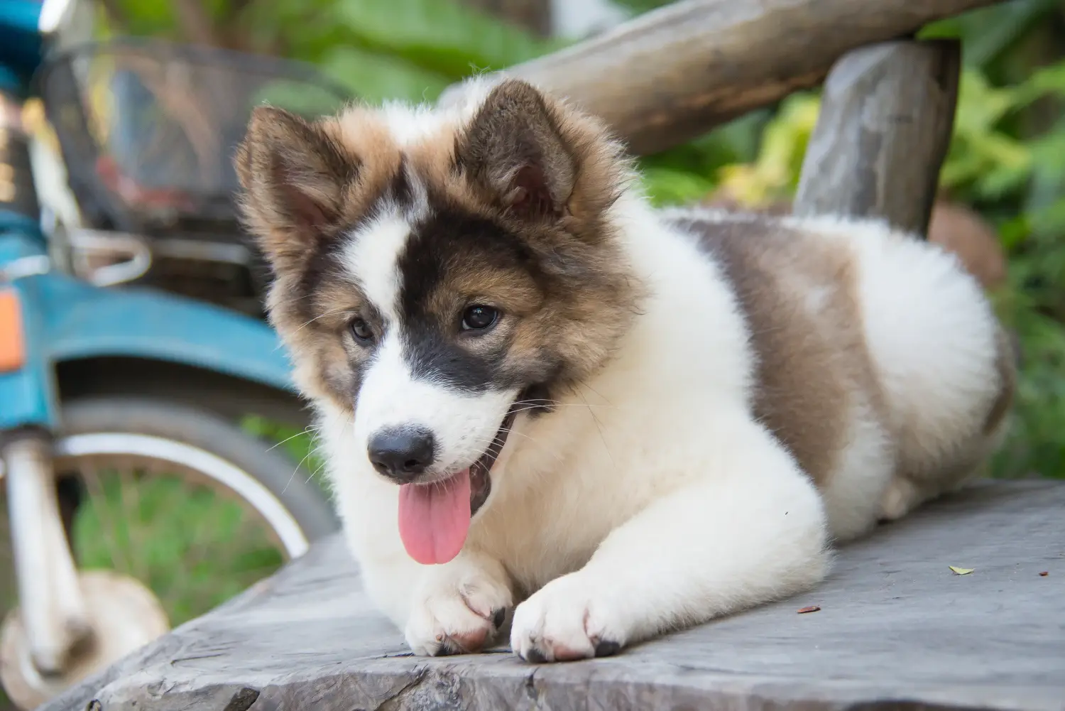 Een Thai Bangkaew Dog puppy kopen betekent verantwoordelijkheid nemen! Thaise Bangkaew hond puppy's kopen.