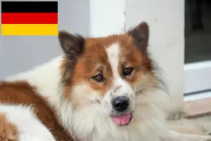 Lees meer over het artikel Thaise Bangkaew Hondenfokkers en puppies in Duitsland