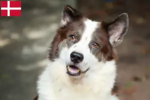 Lees meer over het artikel Thai Bangkaew Hondenfokker en Puppies in Denemarken